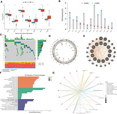 Identification of cuproptosis-based molecular subtypes, construction of prognostic signature and characterization of immune landscape in colon cancer